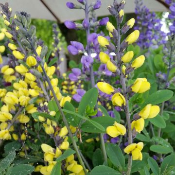 Baptisia Decadence Lemon Meringue - Indigolupine