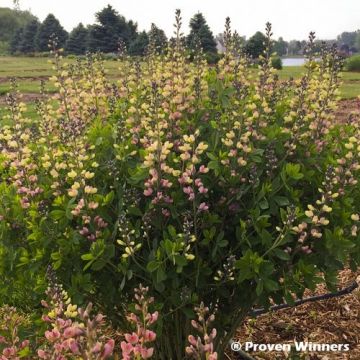 Baptisia Decadence Deluxe Pink Lemonade - Indigolupine