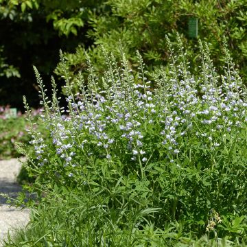 Baptisia Starlite Prairieblues - Lupin indigo bleu et blanc