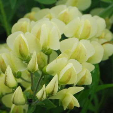 Baptisia bracteata - Färberhülse