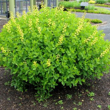 Baptisia tinctoria - Wilder Indigo