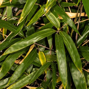 Bashania fargesii - Chinesischer Bergbambus