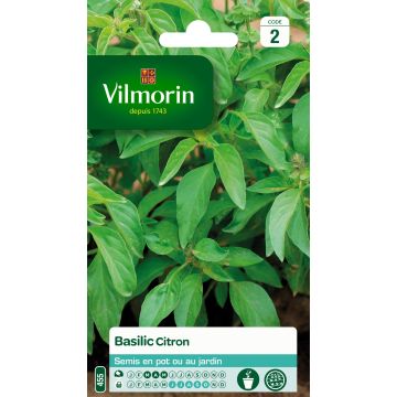 Basilikum Citron - Vilmorin - Ocimum basilicum