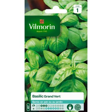 Basilikum Grand vert - Vilmorin - Ocimum basilicum