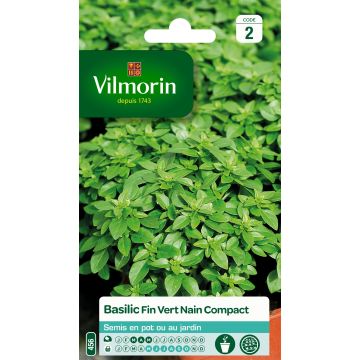 Basilikum nain compact - Vilmorin - Ocimum basilicum