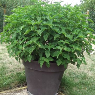 Basilikum Selloi - Ocimum fragrantissimum