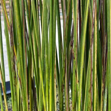 Baumea rubiginosa - Australische Binse