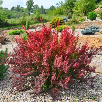 Berberis thunbergii Red Rocket