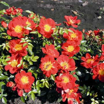 Rosa polyantha Bee's Paradise Light Red - Polyantha-Rose