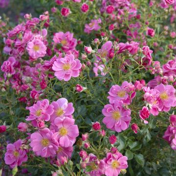 Rosa polyantha Bees Paradise Pink - Polyantha-Rose