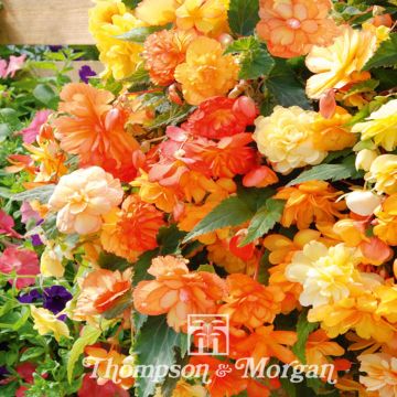 Begonie Apricot Shades Improved F1 (Samen) - Begonia