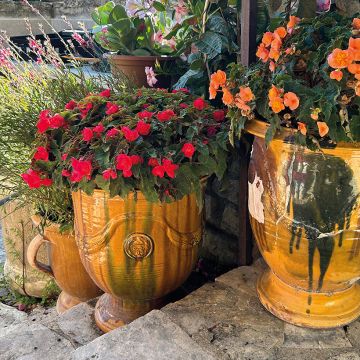 Begonie Bellissa Red - Begonia