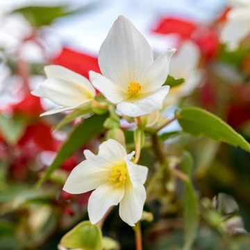 Begonie anta Barbara (Samen) - Begonia Boliviensis