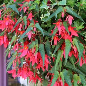 Begonie Santa Cruz (Samen) - Begonia Boliviensis