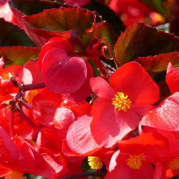 Begonie F1 Big Red Bronze Leaf - Begonia