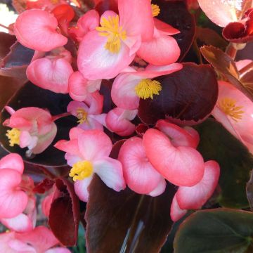 Begonie F1 Big Rose Bronze Leaf - Begonia