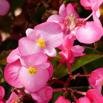 Begonie Big F1 Pink Green Leaf - Begonia