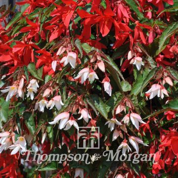 Graines de Bégonia de Bolivie - Begonia boliviensis 