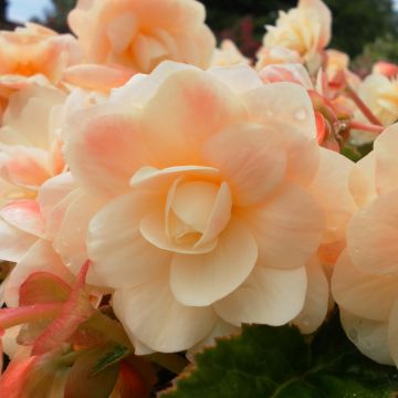 Begonie Begonia Chardonnay - Begonia