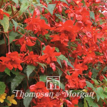 Begonie Chanson Deep Red F1 (Samen) - Begonia