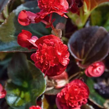 Begonie Gumdrop Coco Red - Begonia semperflorens