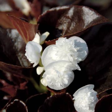 Begonie Gumdrop Coco White - Begonia semperflorens