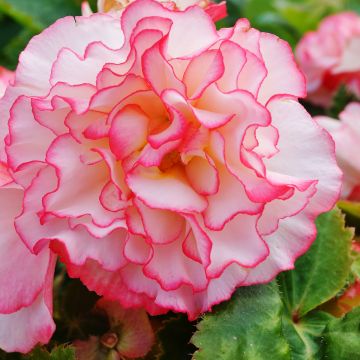 Begonie Non-Stop Rose Petticoat F1 (Samen) - Begonia