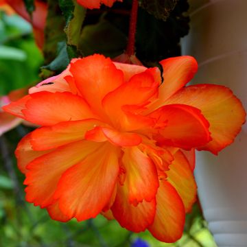 Begonie Non-Stop Orange F1 (Samen) - Begonia