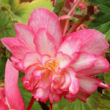 Begonie Tuberhybrida Pink Balcony - Begonia pendula