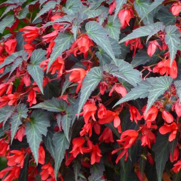 Begonie Summerwings Dark Elegance - Begonia