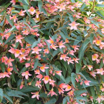 Begonie Summerwings Pink Elegance - Begonia