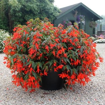 Begonie Santa Cruz Orange - Begonia boliviensis