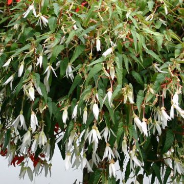 Begonie Summerwings White - Begonia