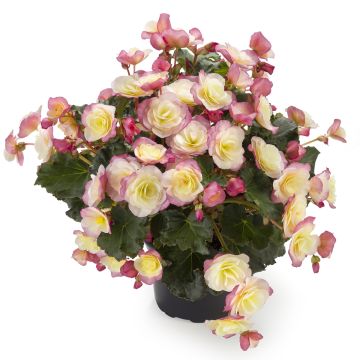 Begonie Sunbrero Bicolor - Begonia