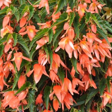 Begonie Summerwings Apricot Improved - Begonia boliviensis