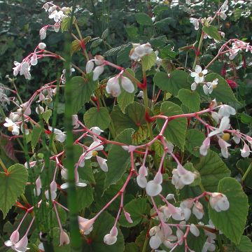 Begonia grandis subsp. evansiana var. alba - Begonie