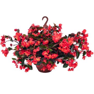 Begonie Viking Trailing Red - Begonia