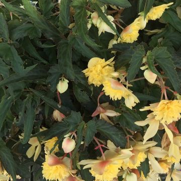 Begonie Belleconia Citrus - Begonia