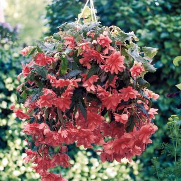 Begonie Illumination Saumon - Begonia pendula