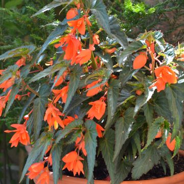 Begonie Summerwings Orange - Begonia boliviensis