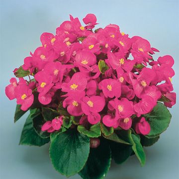 Begonie Super Olympia rose - Begonia semperflorens