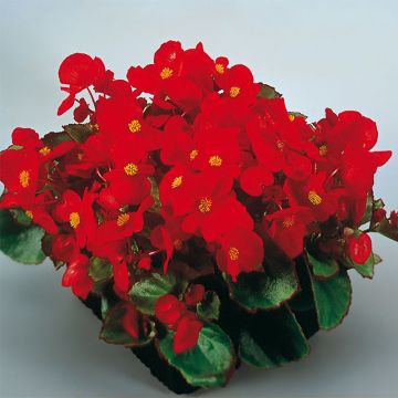 Bégonia semperflorens Super Olympia rouge