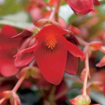 Begonie Summerwings Deep Red - Begonia