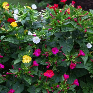 Mirabilis jalapa - Wunderblume