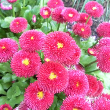 Bellis perennis Tasso Red - Gänseblümchen