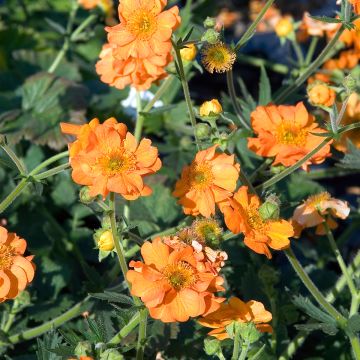 Geum chiloense Dolly North - Chilenische Nelkenwurz