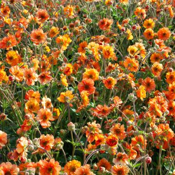 Geum Fire Storm - Nelkenwurz