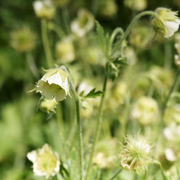 Geum rivale Album - Bach-Nelkenwurz