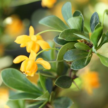 Berberis buxifolia Nana - Buchsblättrige Berberitze