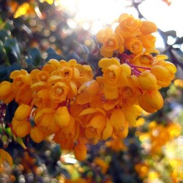 Berberis darwinii Compacta - Darwins Berberitze